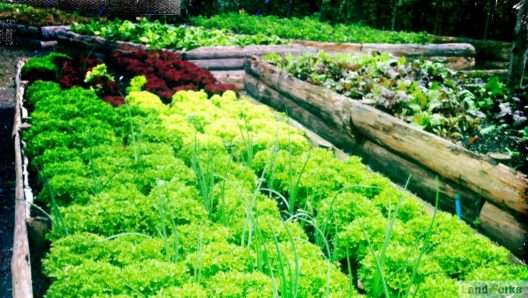 landworks market garden raised beds salad veg growing 528x298 - Prisoner Training &amp; Placements