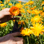 LandWorks Flower Garden. Photo Credit: Recourse Magazine
