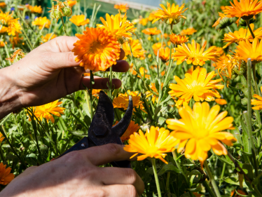 recourse flowers garden 374x281 - Prisoner Training &amp; Placements