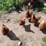 chickens landworks charity 150x150 - Prisoner Training & Placements