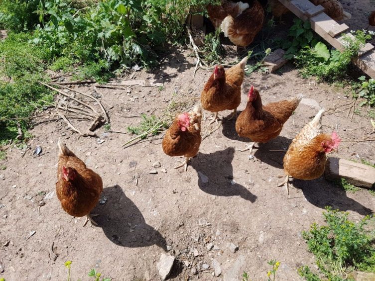 chickens landworks charity 753x565 - Prisoner Training &amp; Placements