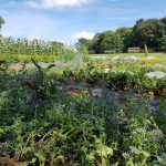 veg growing field landworks charity 150x150 - Prisoner Training & Placements