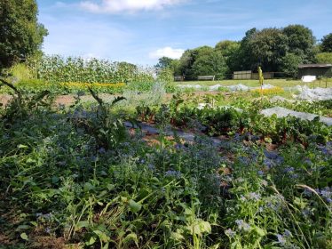 veg growing field landworks charity 374x280 - Prisoner Training &amp; Placements