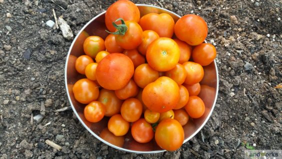 landworks tomatoes vegtables growing 564x317 - Prisoner Training &amp; Placements