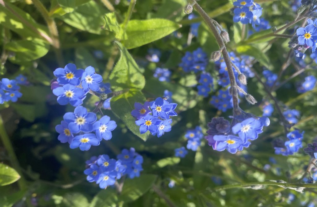 forget me nots website 1024x669 - Prisoner Training & Placements