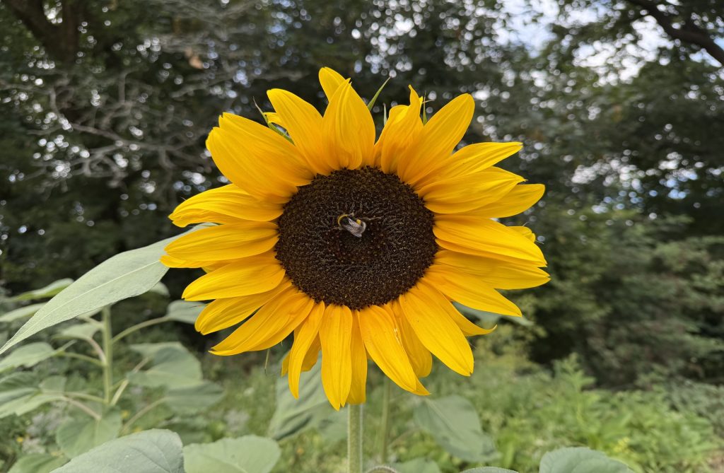 sunflowerpirinciple. website 1024x669 - Prisoner Training & Placements