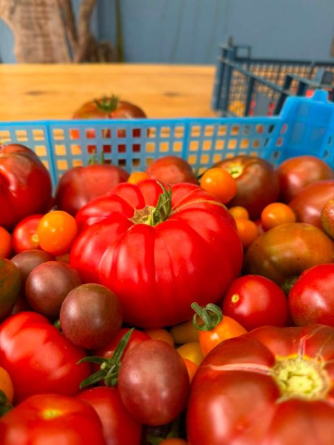 Tomatoes 483x644 - Prisoner Training &amp; Placements