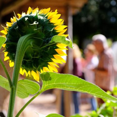 Celebrating the power of rehabilitation — and the supporters who make it possible - Prisoner Training & Placements sunflower 1 376x376 - Prisoner Training & Placements