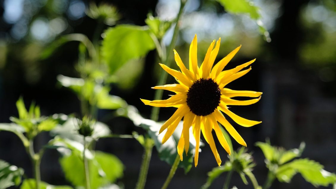 sunflower 1131x639 - Prisoner Training &amp; Placements