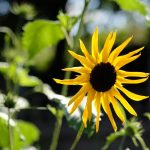 From Trainee to Graduate: The cycle of support at LandWorks - Prisoner Training & Placements sunflower 150x150 - Prisoner Training & Placements
