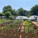 From Trainee to Graduate: The cycle of support at LandWorks - Prisoner Training & Placements Market Garden 150x150 - Prisoner Training & Placements
